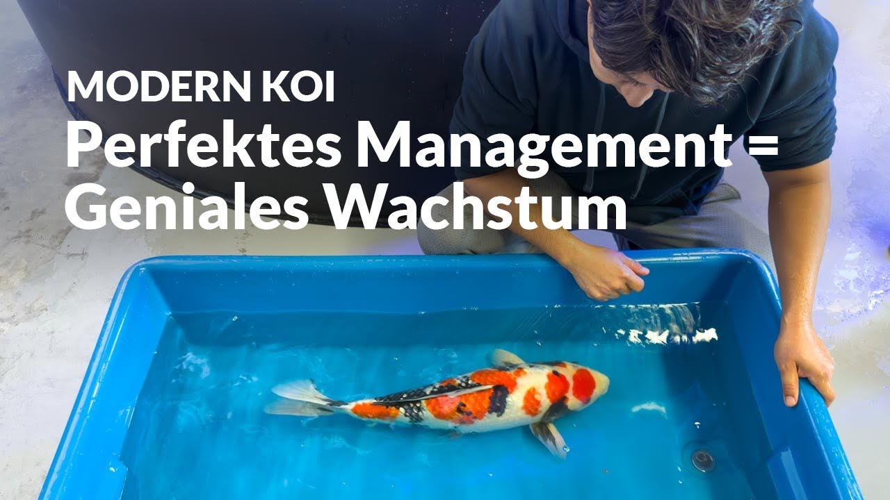 Mit Makoto an Alex‘ Innenhälterungen | Modern Koi Blog #7657