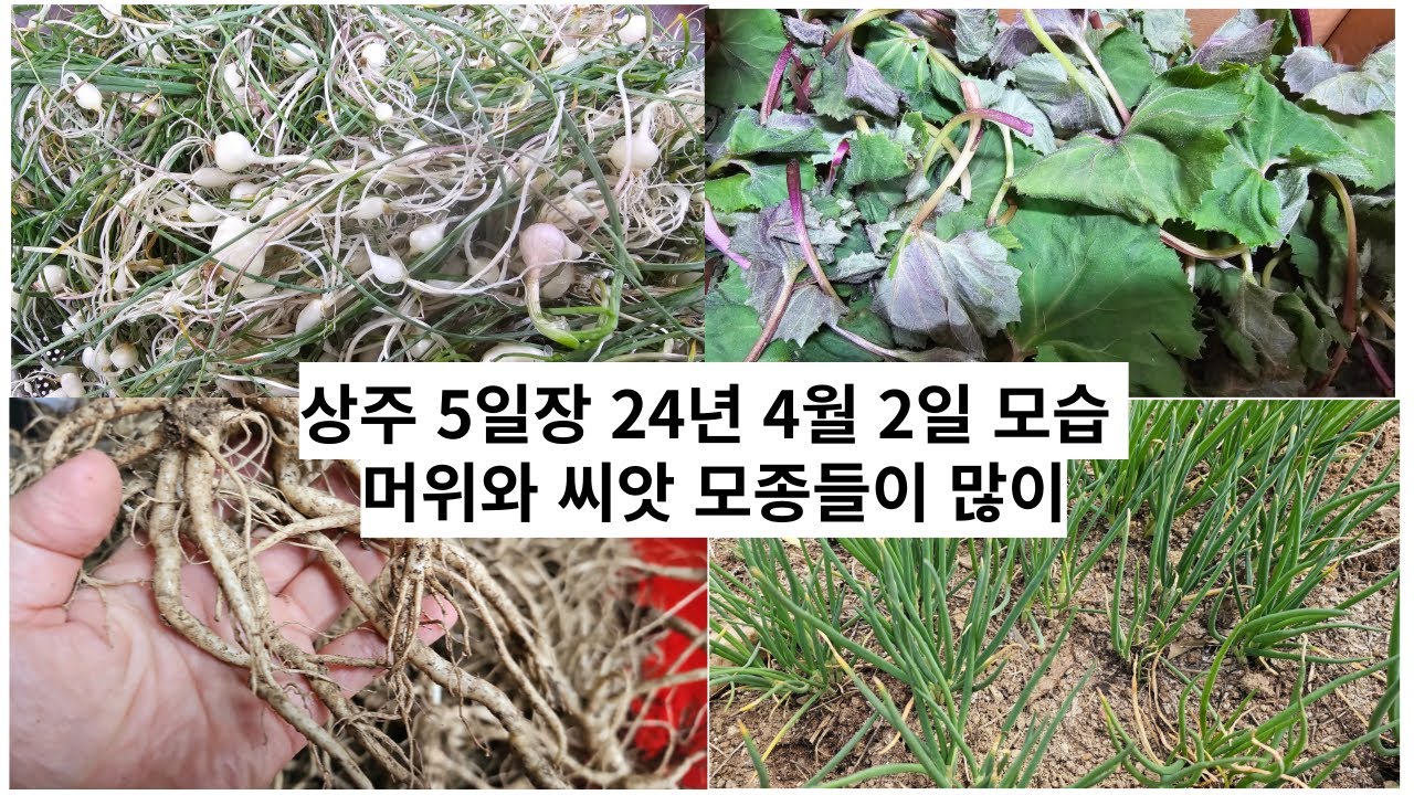 상주 5일장 2일 7일이 장서는날  없는게 없어요. 먹거리도 푸짐한 장날의 풍경