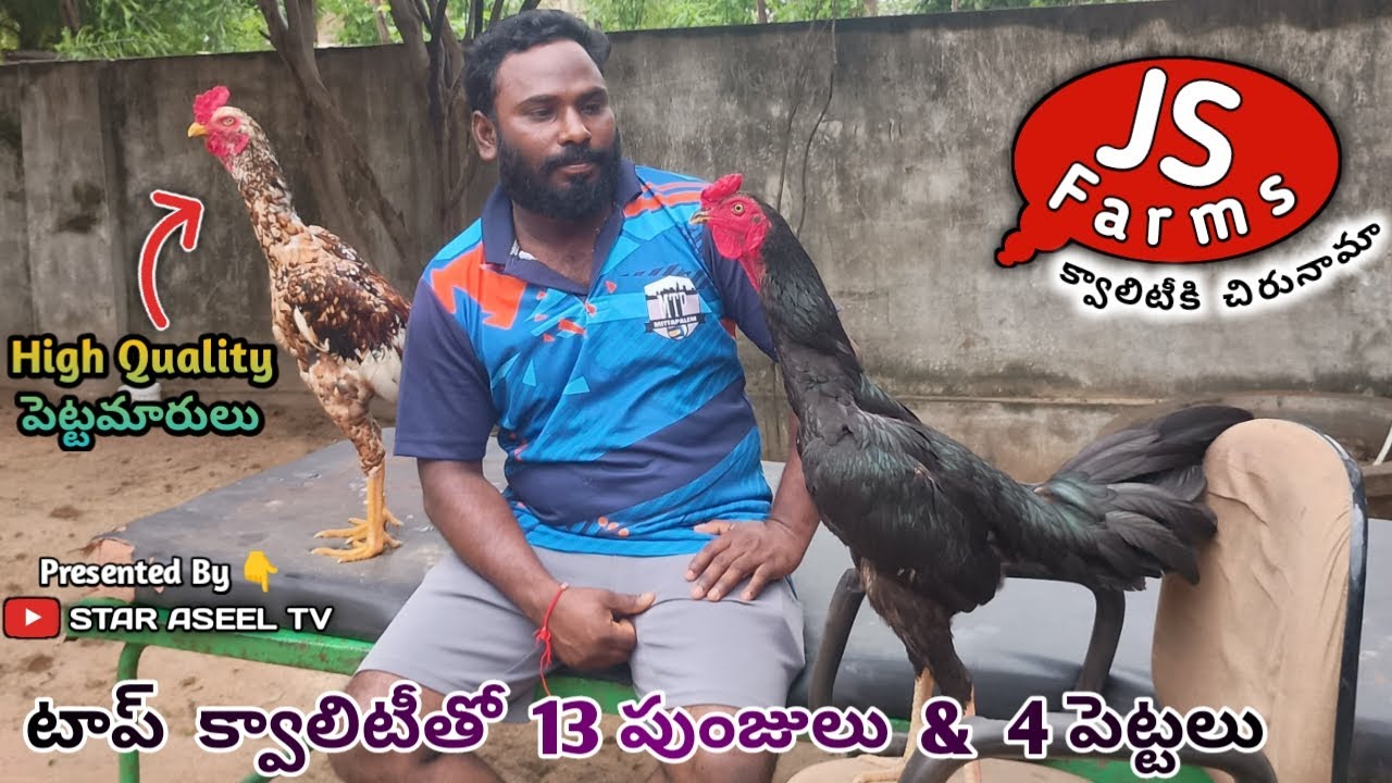 JS Farms Nellore||13 పుంజులు 4 పెట్టలు అమ్మబడును||8143504691||Pettamaru Punjulu||#StarAseelTV.....!