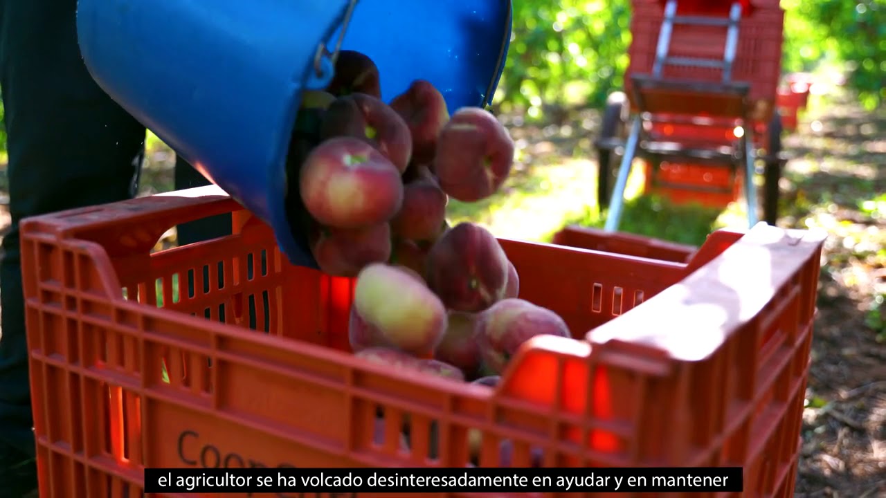 Coop Carlet: 