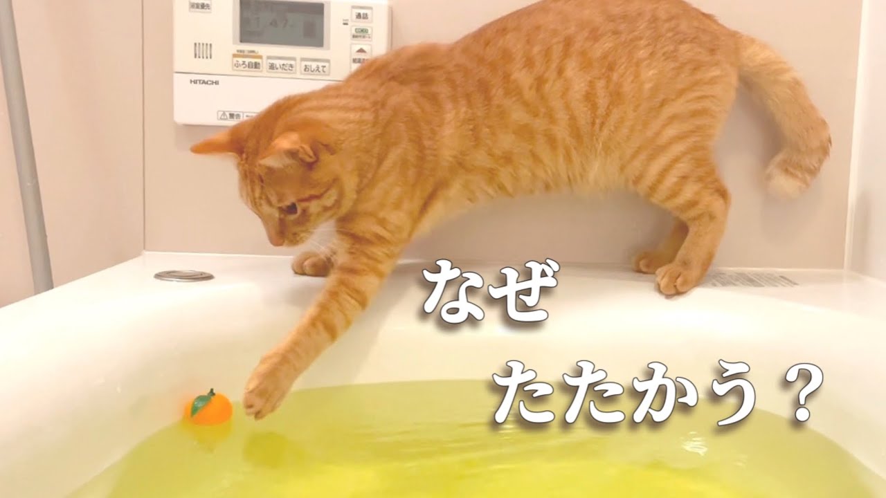 なぜ猫はお風呂に勝とうとするのか。はじまりのコハク8号【初めてのお風呂までの物語】