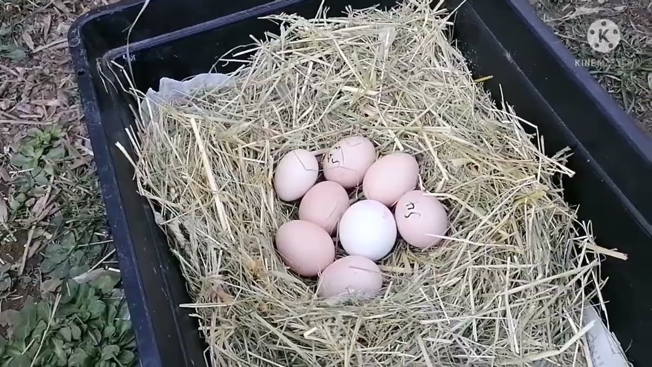 Update Seidenhühner Glucken, Experiment Küken aus Supermarkteiern🐣🐥