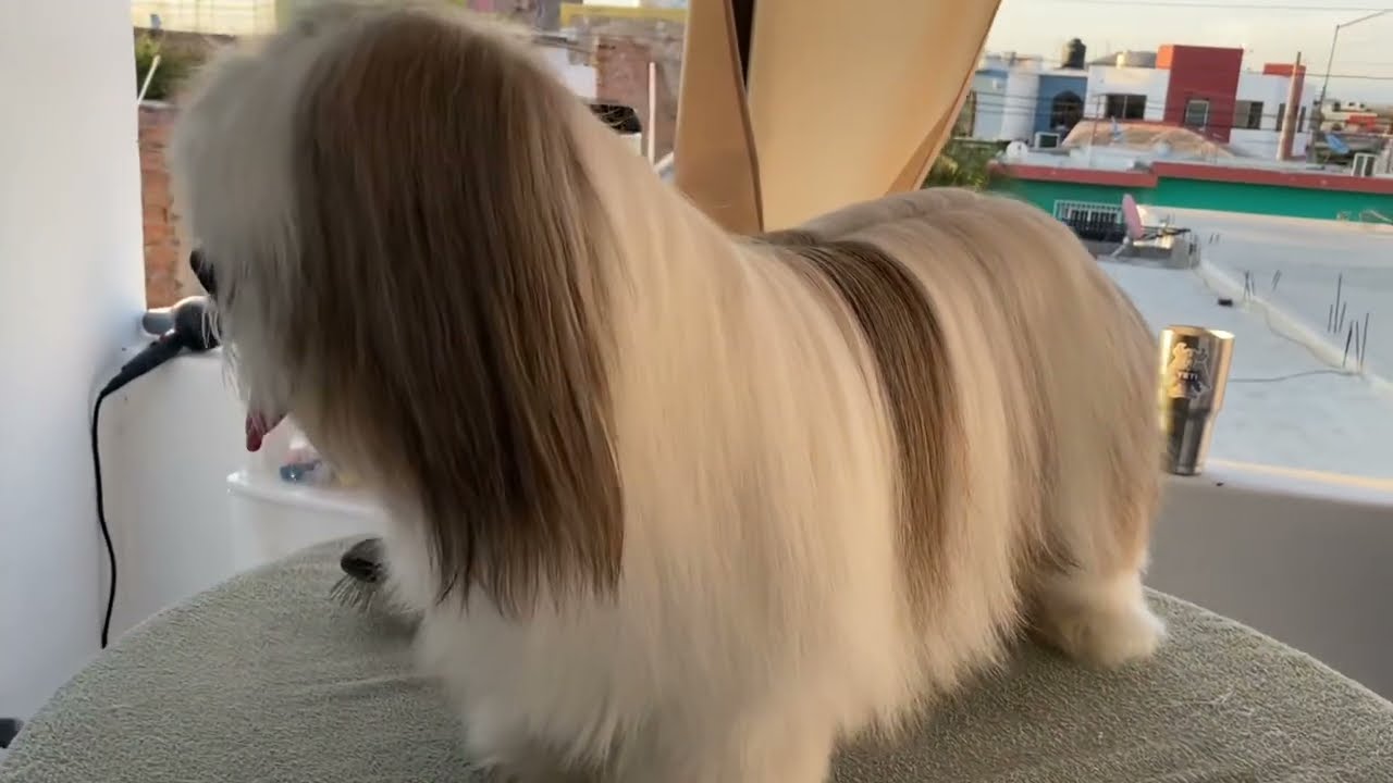 Cómo DESENREDAR los NUDOS en el PELO de tu SHIH TZU
