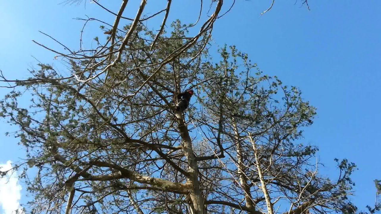 20m tree quad rescue