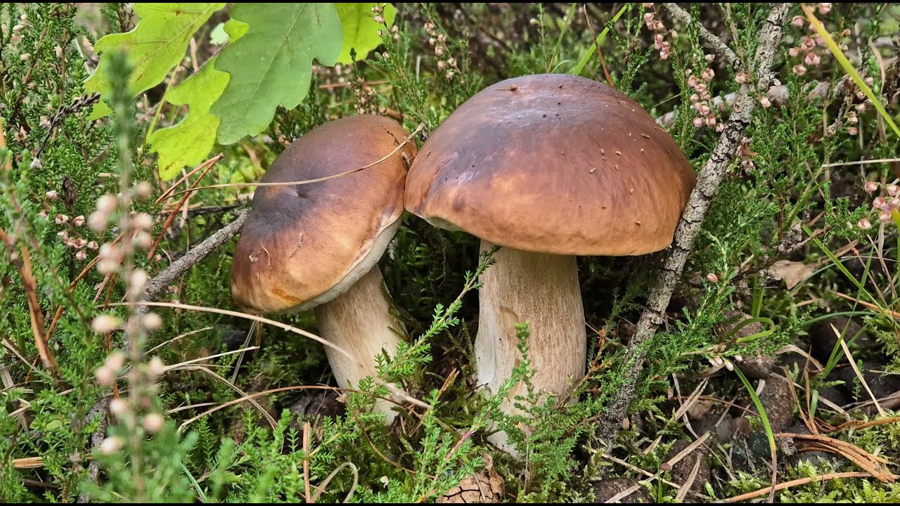 ZASKOCZYŁO MNIE TO PAŹDZIERNIKOWE GRZYBOBRANIE 🍄 CUDNIE WRÓCIĆ DO CHWIL Z PRAWDZIWKAMI 🍄 GRZYBY 2025