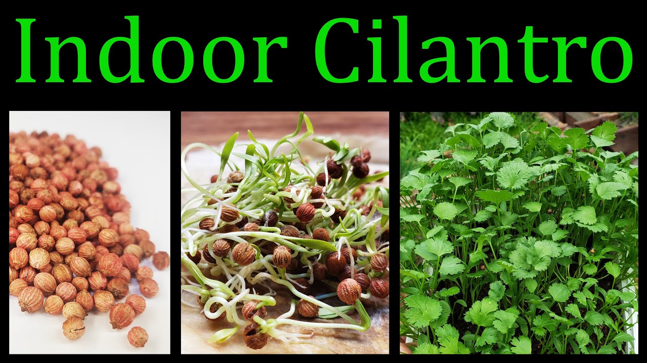 How To Grow Cilantro (Coriander) Indoors  - The Definitive Guide