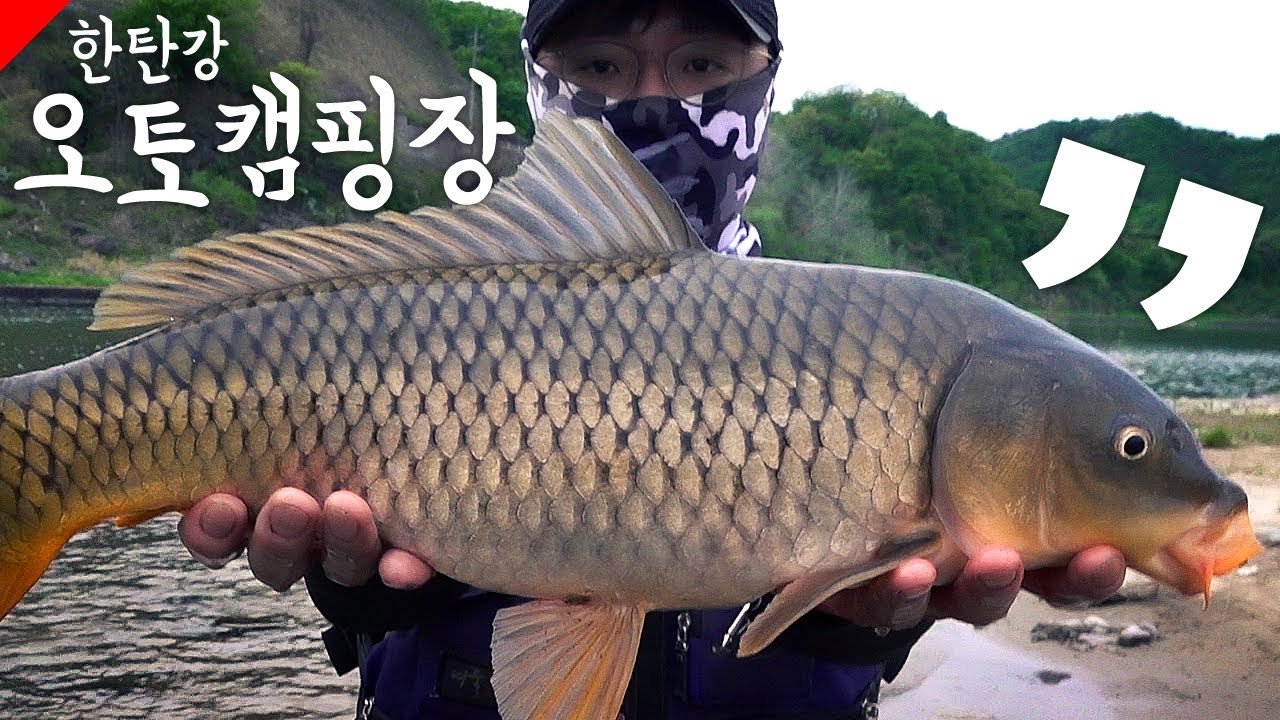 한탄강관광지 오토캠핑장 잉어 견지 낚시, 경기도 전곡 한탄대교(한탄교) 한탄강 견지낚시