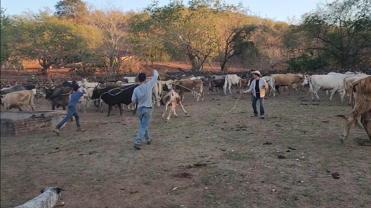 CAMBIAMOS EL GANADO A OTRO POTRERO QUE NO LES HABÍA  MOSTRADO 🐃🐄🐂👍