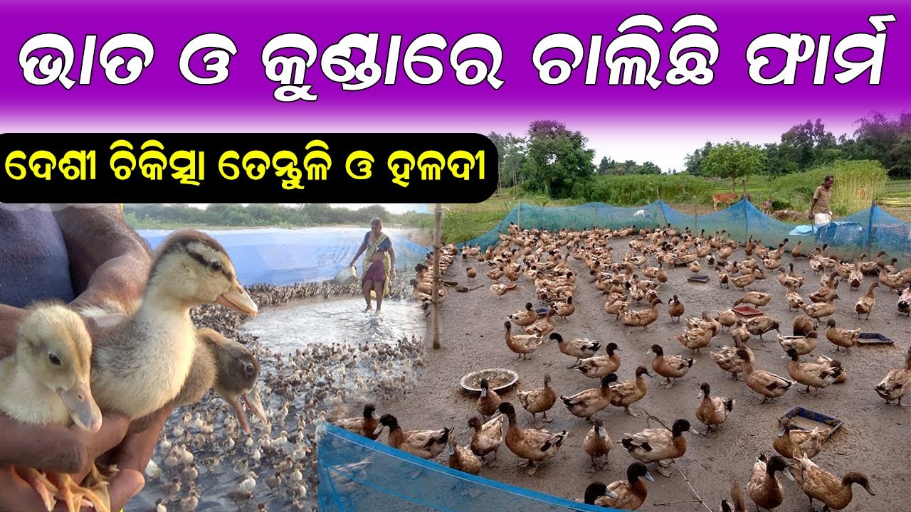ଦେଶୀ ପଦ୍ଧତିରେ ବତକ ପାଳନ  || How To Start Duck Farm In Village.