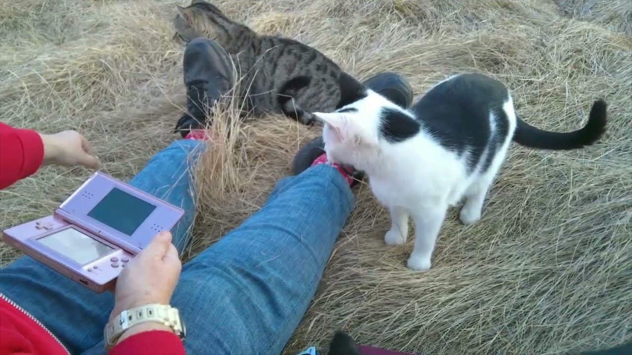 Chip And Scamper Were In A Tree, My Sister Played DS game With Kittens Around And Chip ChasedHisTail