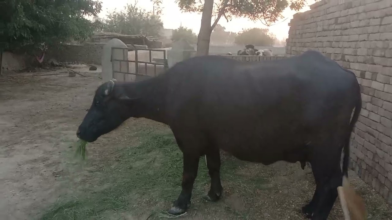 video 20250517 184454