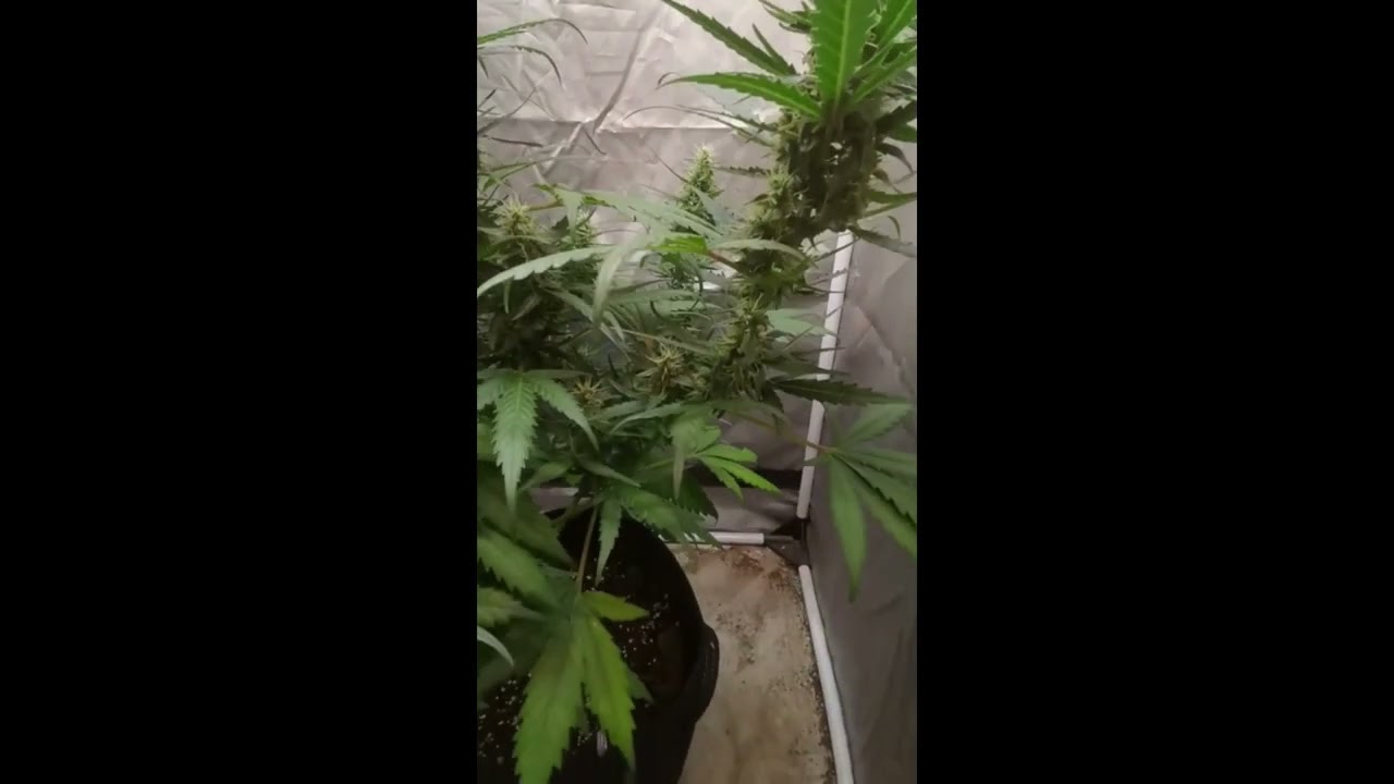 AK 49 Auto Vision Seeds Cannabis Indoor grow  EHG Easy Hydro Grow Vision Seeds Cannabis Indoor grow