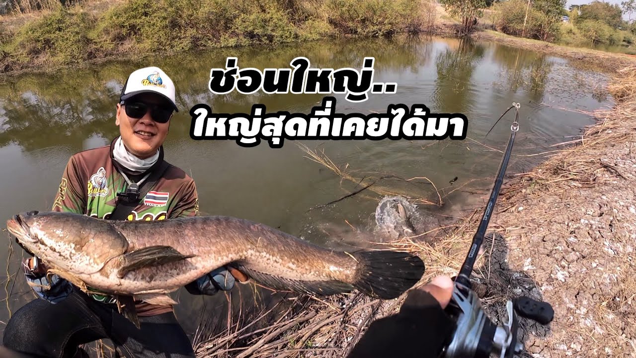 ช่อนใหญ่ 2โล++ ใหญ่สุดที่เคยได้มา… กัดเน้นๆ.. เหยื่อหนูยางแคะ ทีเร็กซ์ ปลายางทาโร่