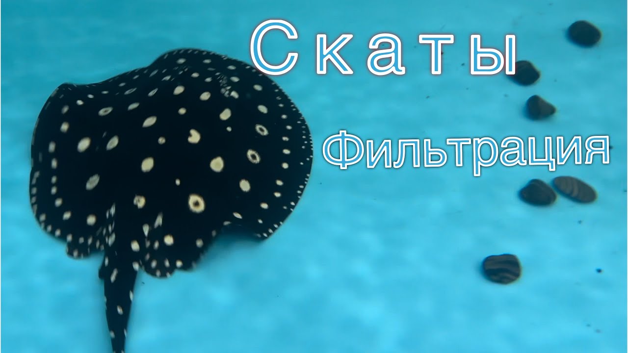 Устройство САМПа. Скаты леопольди. Фильтрация. Биофильтр. Обслуживание.