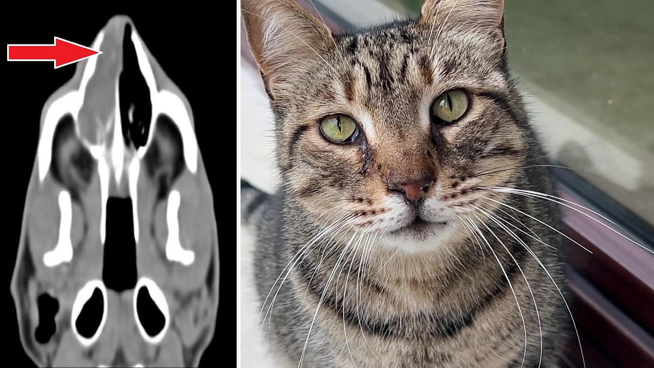 My Cat's Nose Turned Out to be Fully Blocked with This !! Removed by a Surgeon