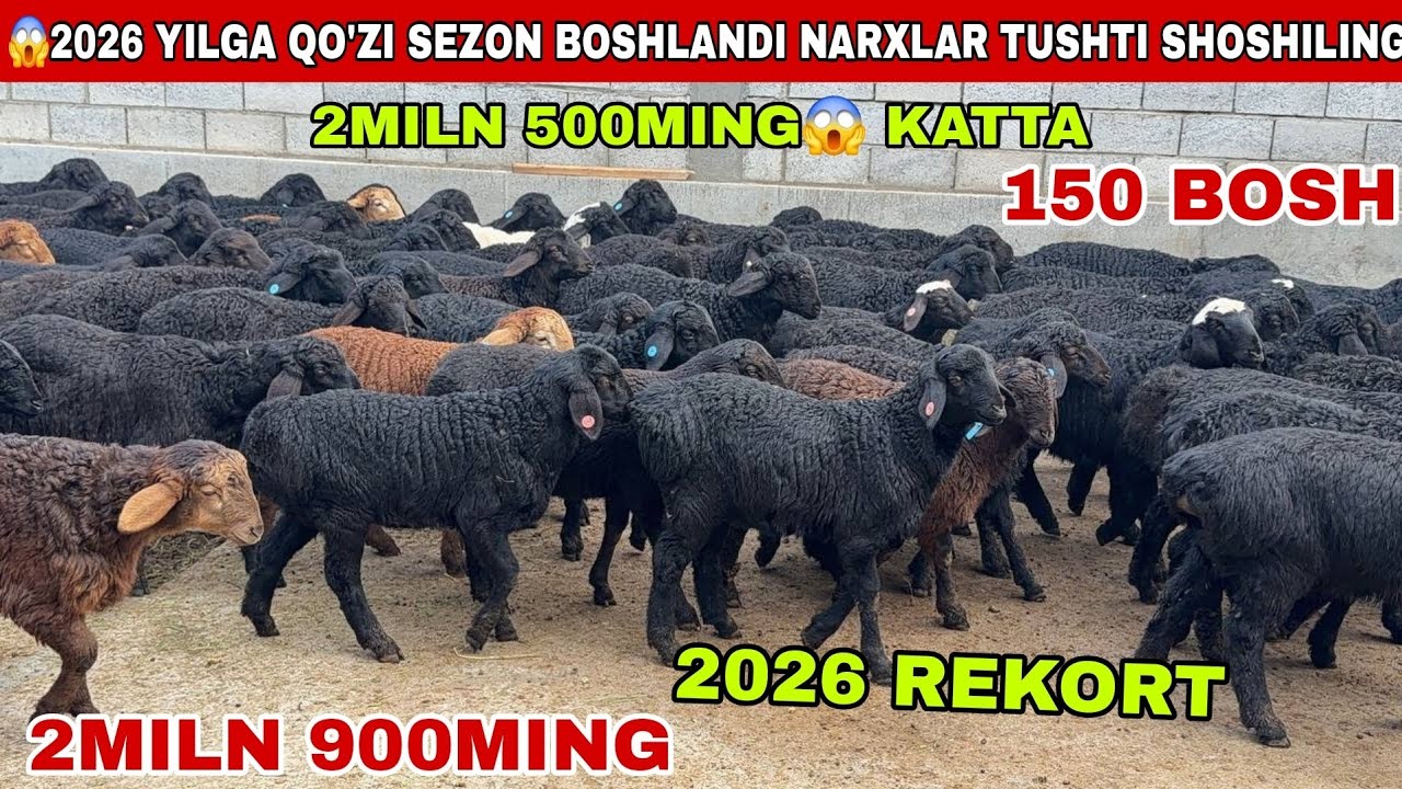 😳2026 sezon 2miln 500mingdan qo’zi seon boshlandi 2miln 900ming katta narzlar tushti