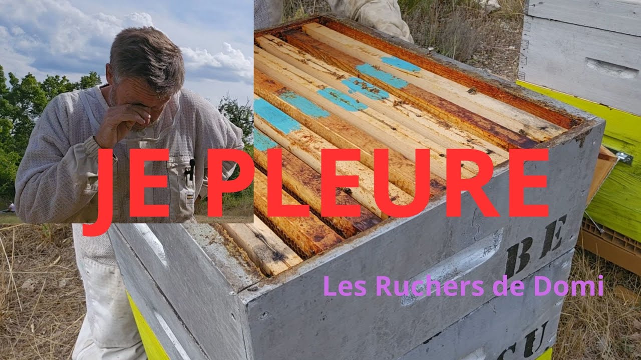 Saison 4 Épisode 19.   30/07/2025. Très mauvaise récolte pour moi sur la lavande.