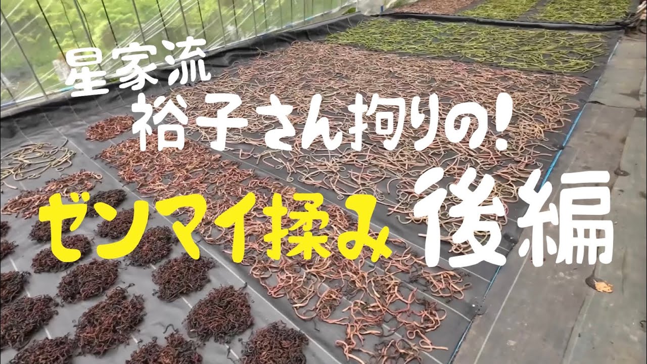 星家流ゼンマイ揉み＆干し作業〜後編〜