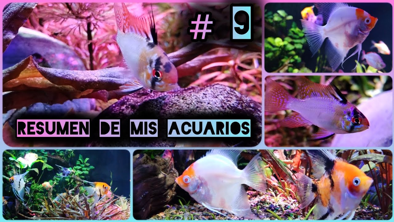 RESUMEN DE MIS ACUARIOS No.9 #acuariosplantados #peces #tropicalfish