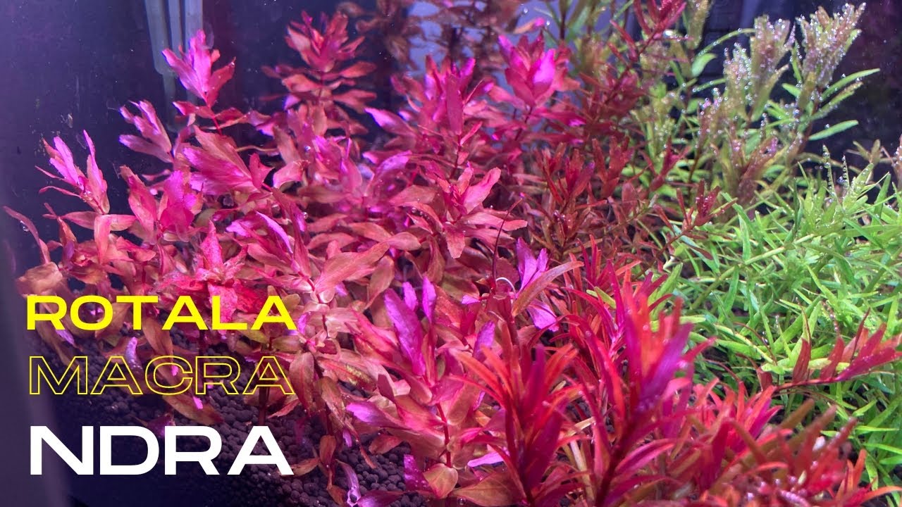 Rotala Macrandra Mini Pink