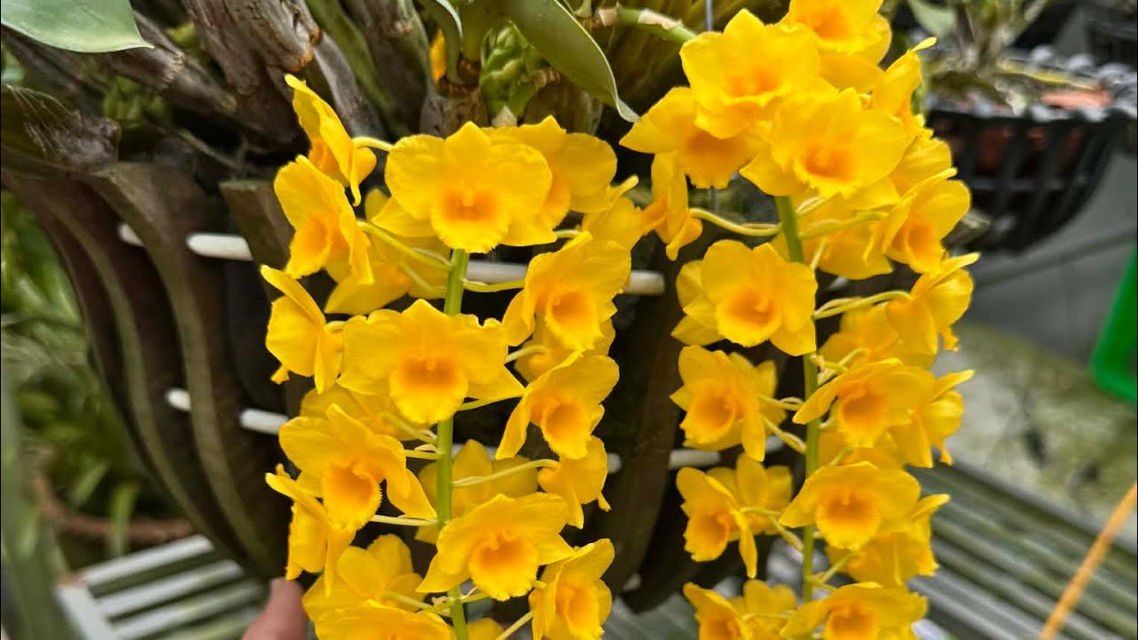 kiều đẹp giá rẻ E HƯƠNG 0785174090