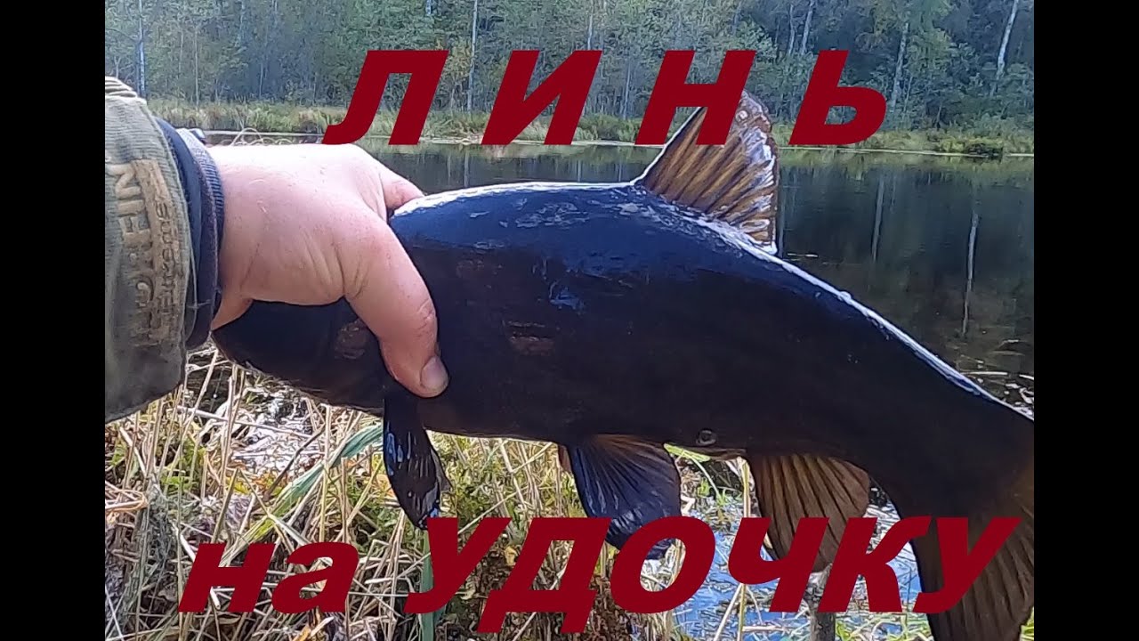 Линь Рыбалка на озере Селигер. Рыбалка с местным Рыбаком. Дом Рыбака Заречье 33 Приглашаем на отдых