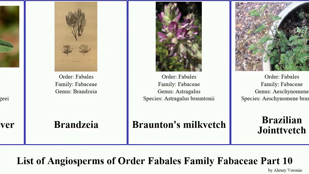 List of Angiosperms of Order Fabales Family Fabaceae Part 10 bossiaea clover brownea brachystegia