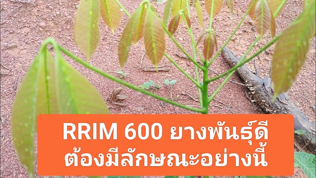 วิธีดู สายพันธุ์แท้ RRIM 600 ยางพันธุ์ดี