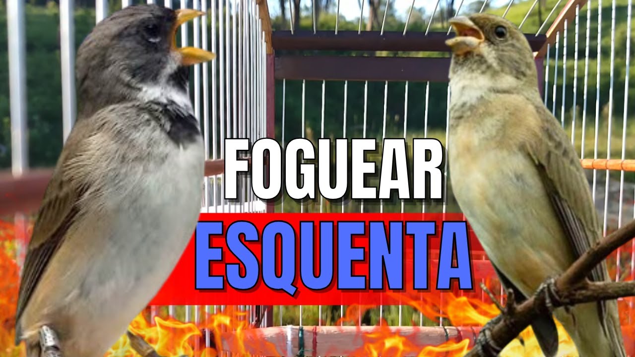 COLEIRO TUÍ-TUÍ COM FÊMEA CHAMANDO PARA ESQUENTAR COLEIRO FRIO E ENCARTE DE COLEIRO TUI TUI