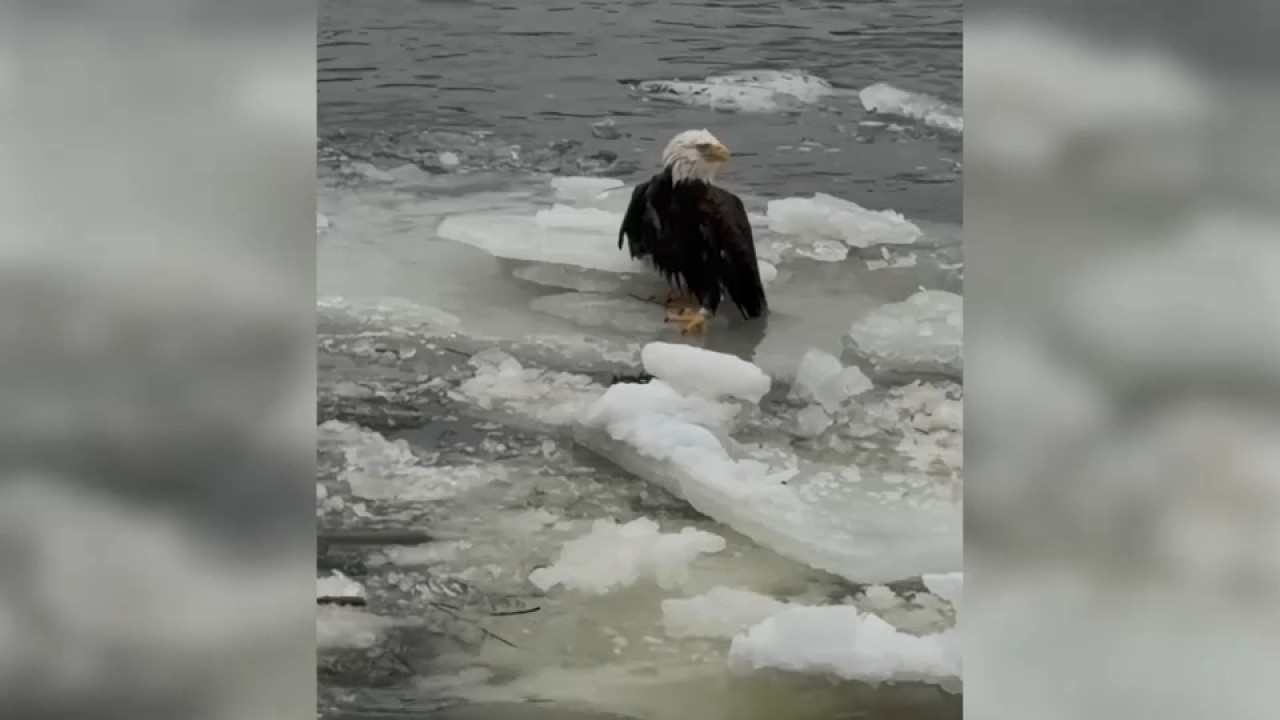 Bald eagle rescued from ice in Hudson River