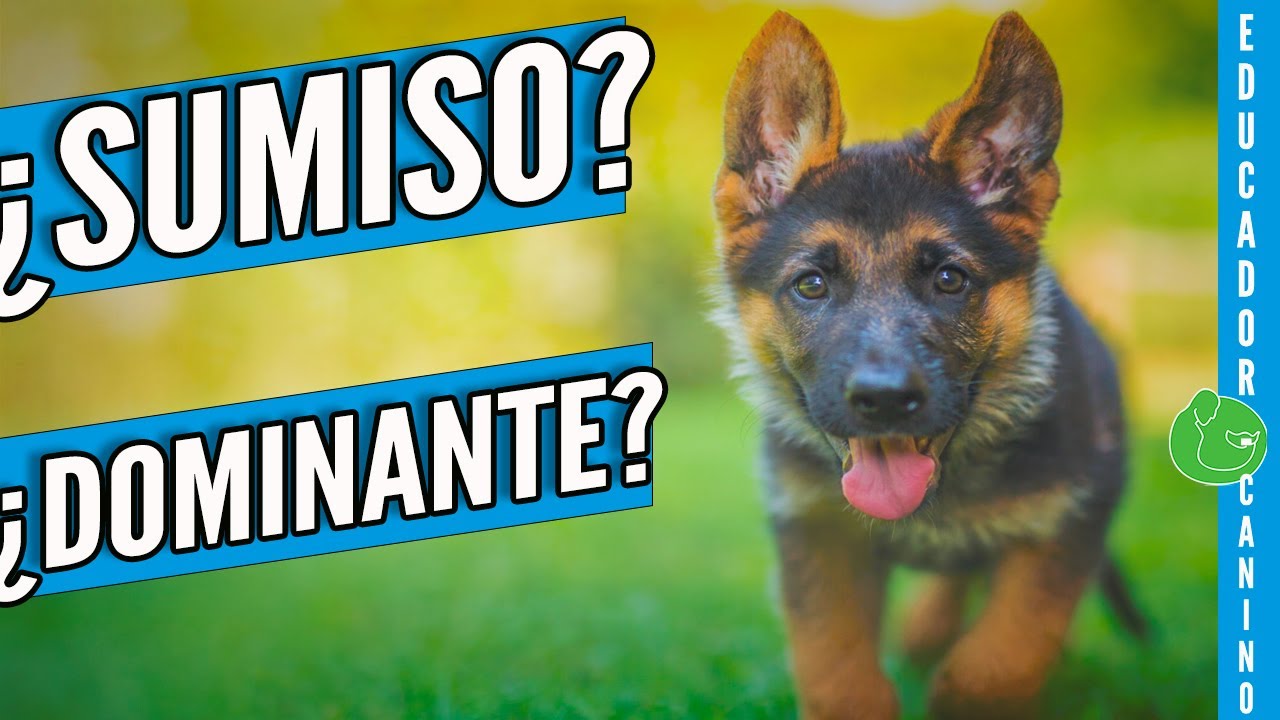 TEST para EVALUAR el TEMPERAMENTO del PERRO (Con Cachorro muy Alfa)