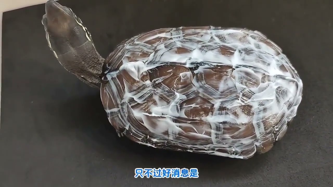 烏龜殼發白是怎麼回事？ 寵物龜真菌水鹼的區別和清除方法視頻教程