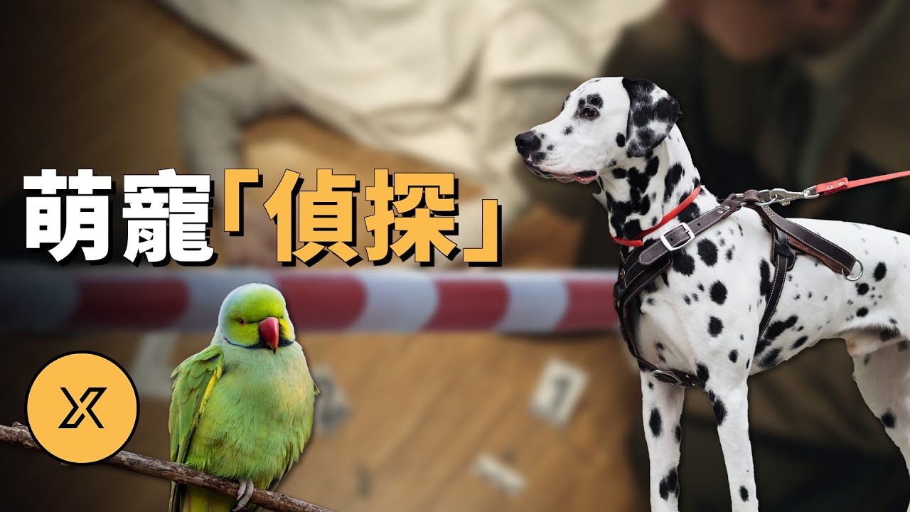 寵物目擊凶案過程，牠們能否幫助破案？幾則萌寵案件故事 | X調查