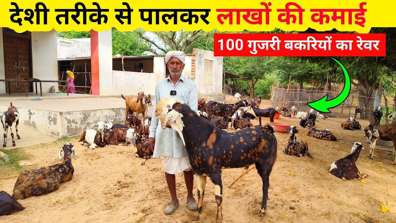 100 बेहतरीन गुजरी बकरियों का रेवर || लाखों की कमाई || Harish Yadav