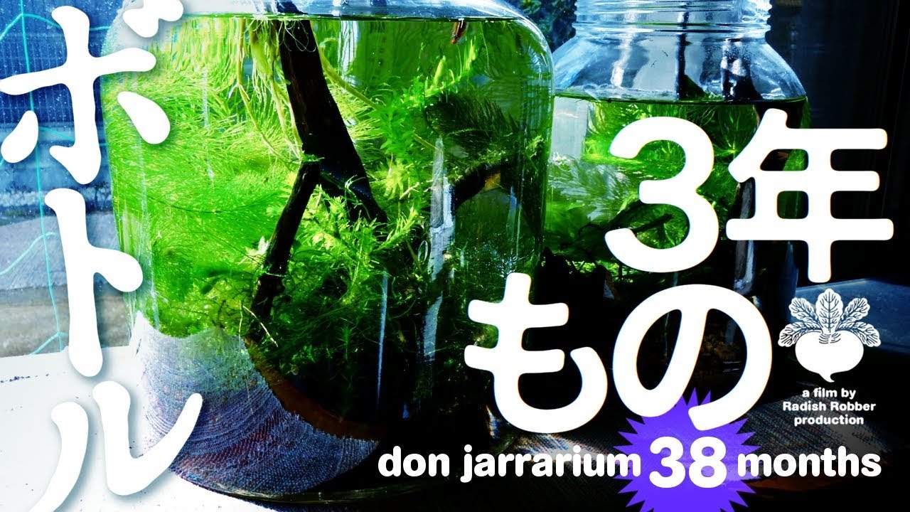放置型ボトル・アクアリウム38ヶ月もの (jarrarium 38months)