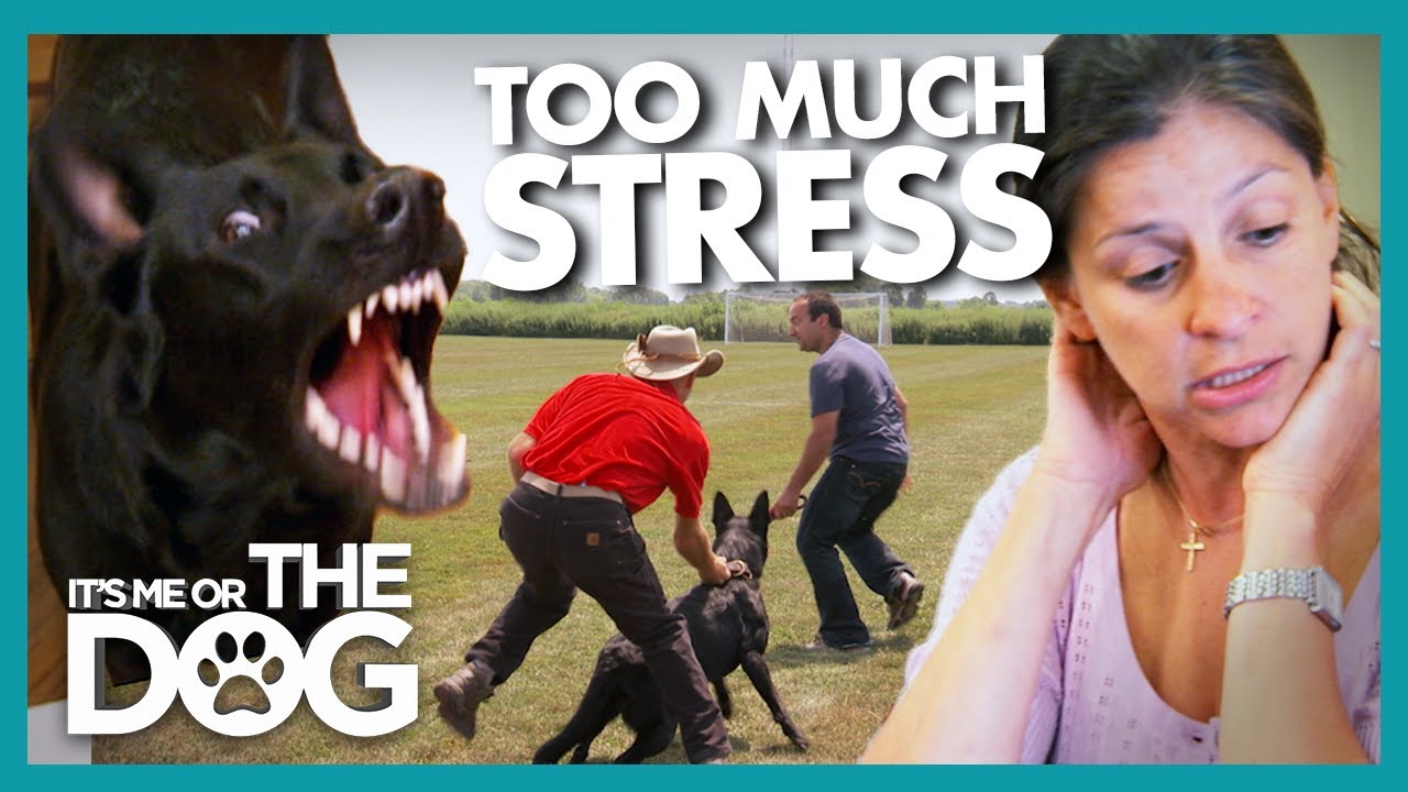 This Rowdy German Shepherd Possibly be Tamed? | It's Me or The Dog