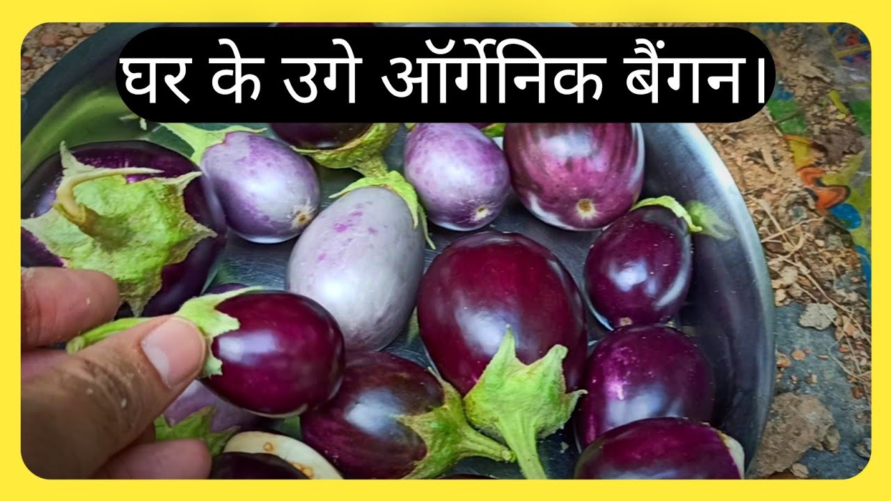 How to grow organic Brinjal