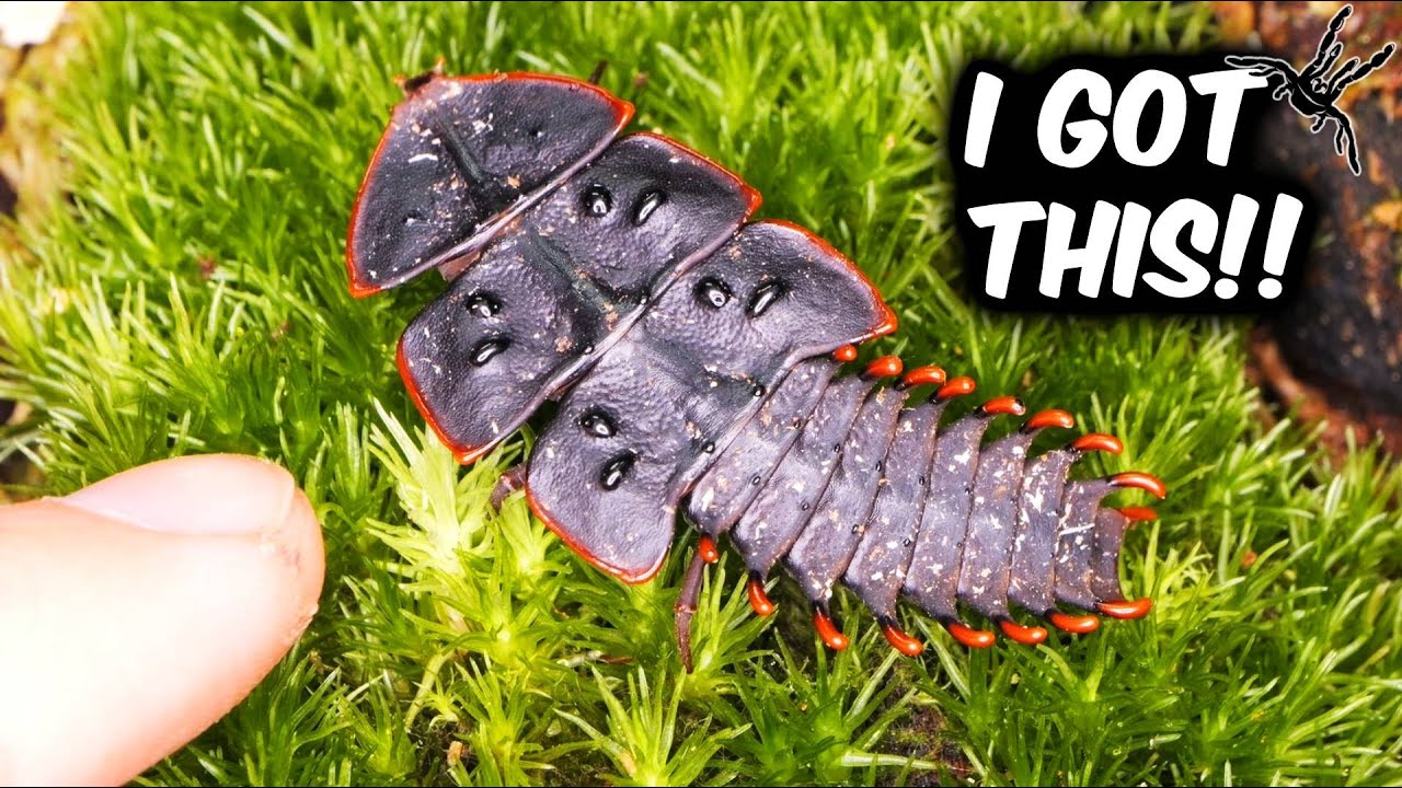 TRILOBITES in the JUNGLEARIUM!!!