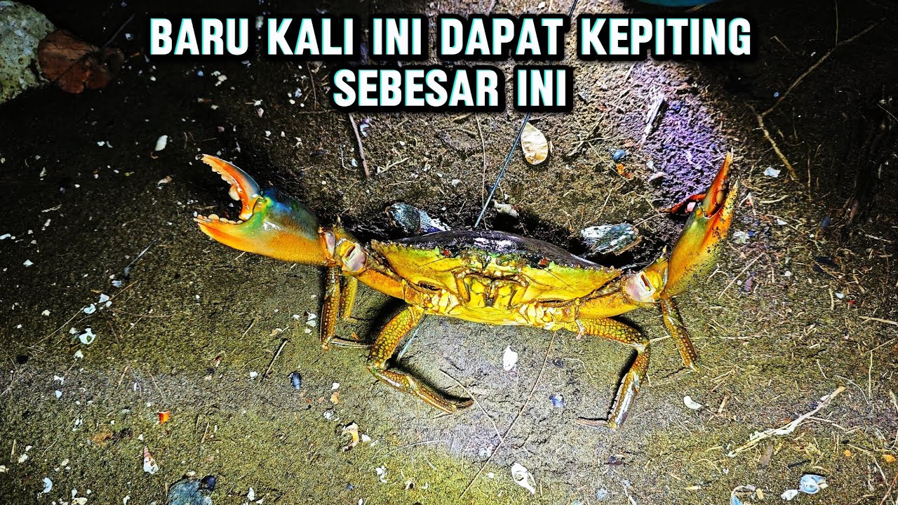 Dapat jekpot berburu malam di pigiran muara dan pantai #_ardana01 