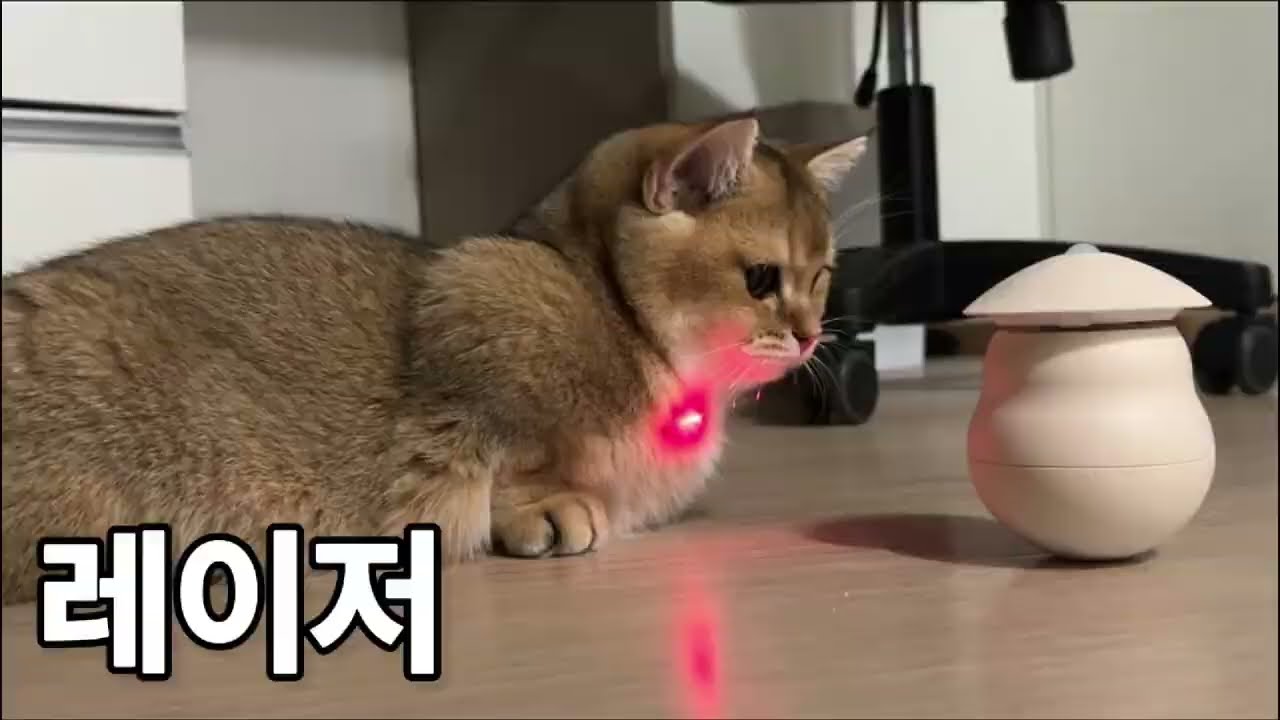 고양이 눈 돌아가는 빨간 점