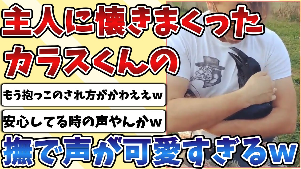 【2ch動物スレ】人間が大好きでご主人に懐きまくった『カラス』の撫で声が想像以上に可愛すぎてやばいｗｗｗ