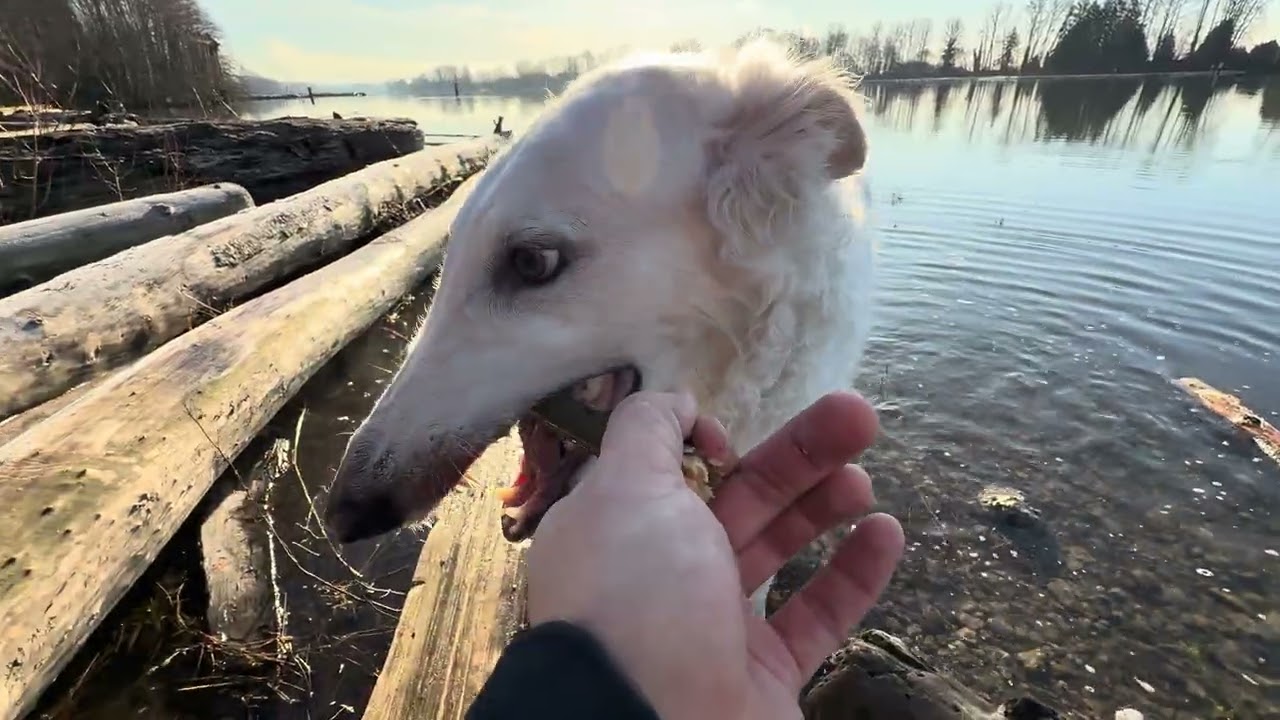 Lily the Borzoi- Frosty Morning 