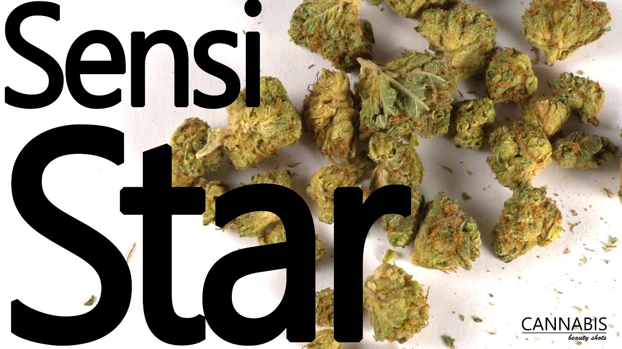 sensi star WEED ( SQDC cannabis )