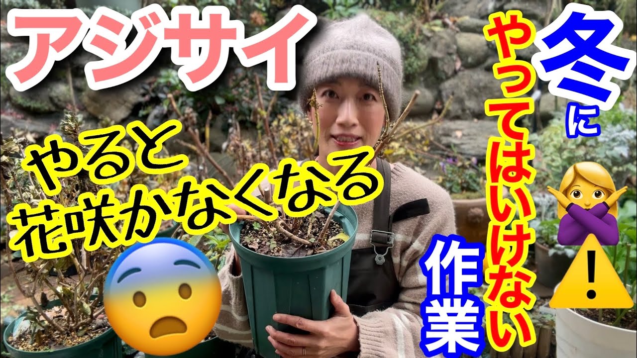 【アジサイ紫陽花】冬にやるとNGな作業3選🙅‍♀️/ 冬にやると、今年の花はもう咲かない…要注意です⚠️/ 逆に、冬だからこそやるべき作業も紹介😊〇〇な株は、冬以外は植え替えできません【ガーデニング】