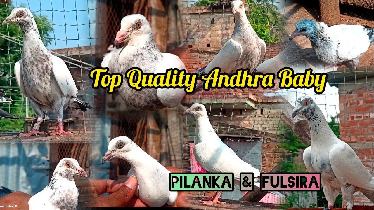 Andhra Baby Top Quality Home Breed Shokh.