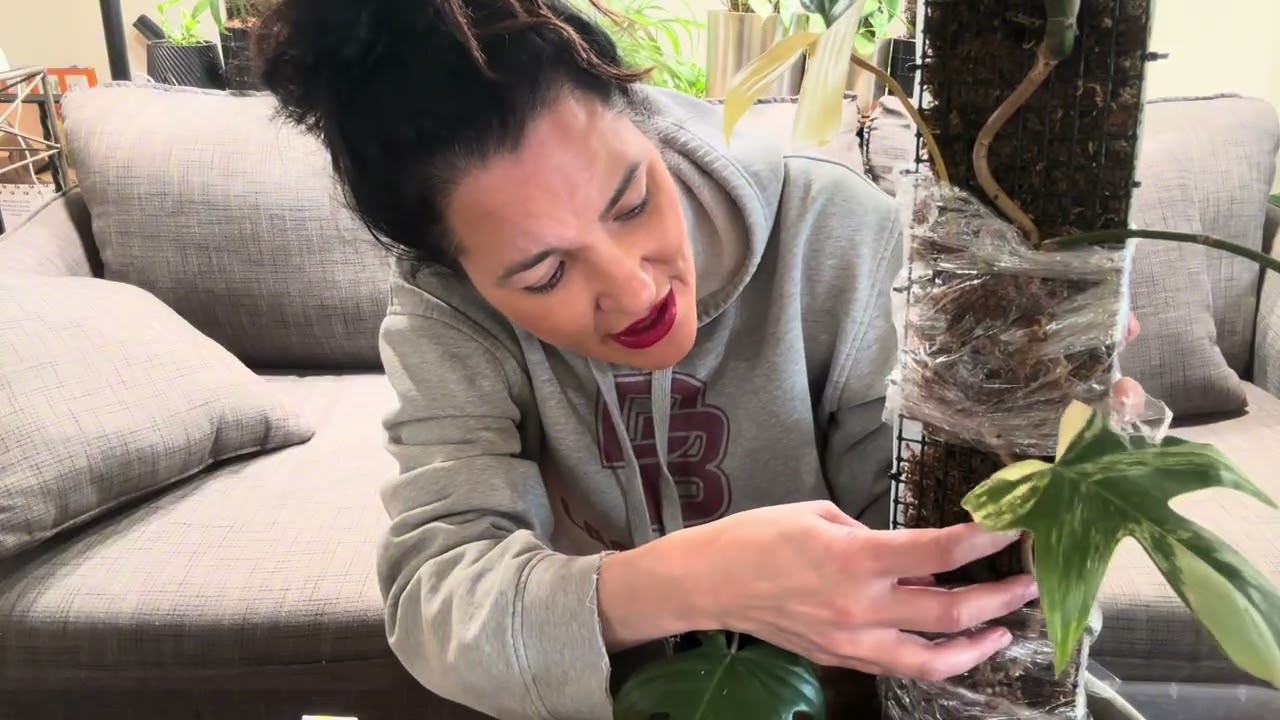 Air layering Florida Beauty for spring