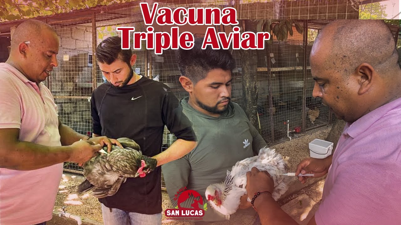 Vacunando a mis gallinas CONTRA NEWCASTLE y cólera | Granja San Lucas