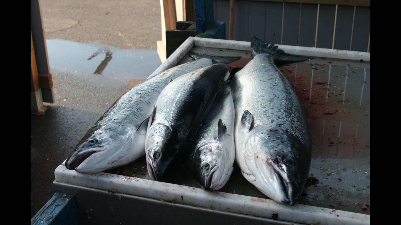 Trolling Simrishamntræf 2011