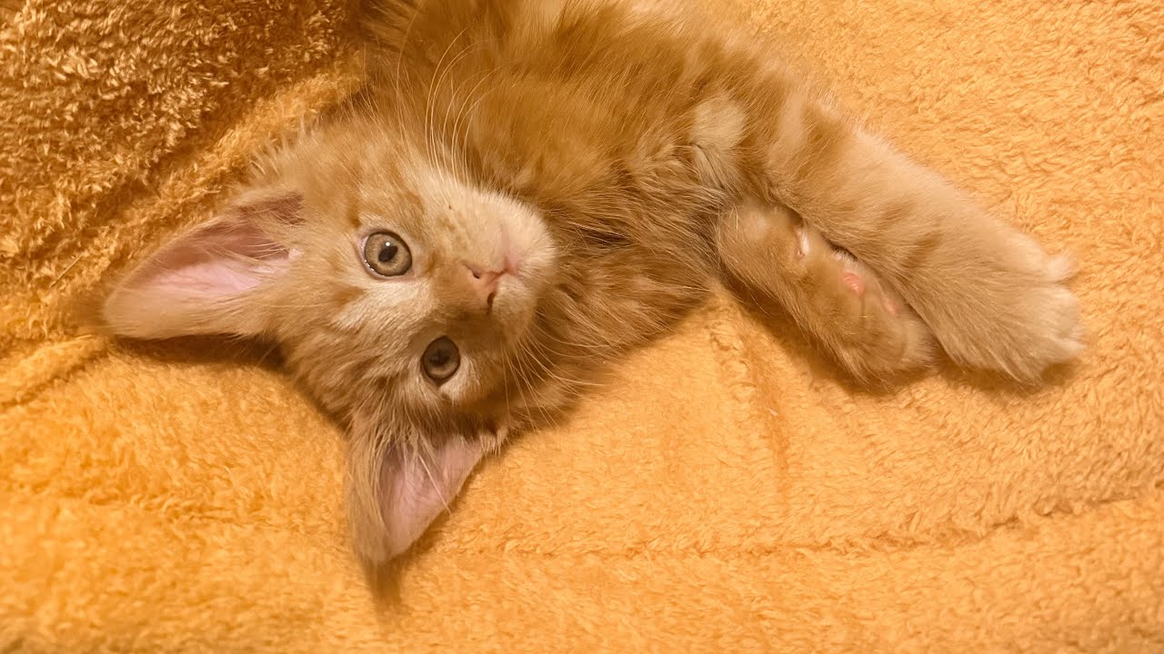 Котенок мэинкуна говорит пока и привет 👋 