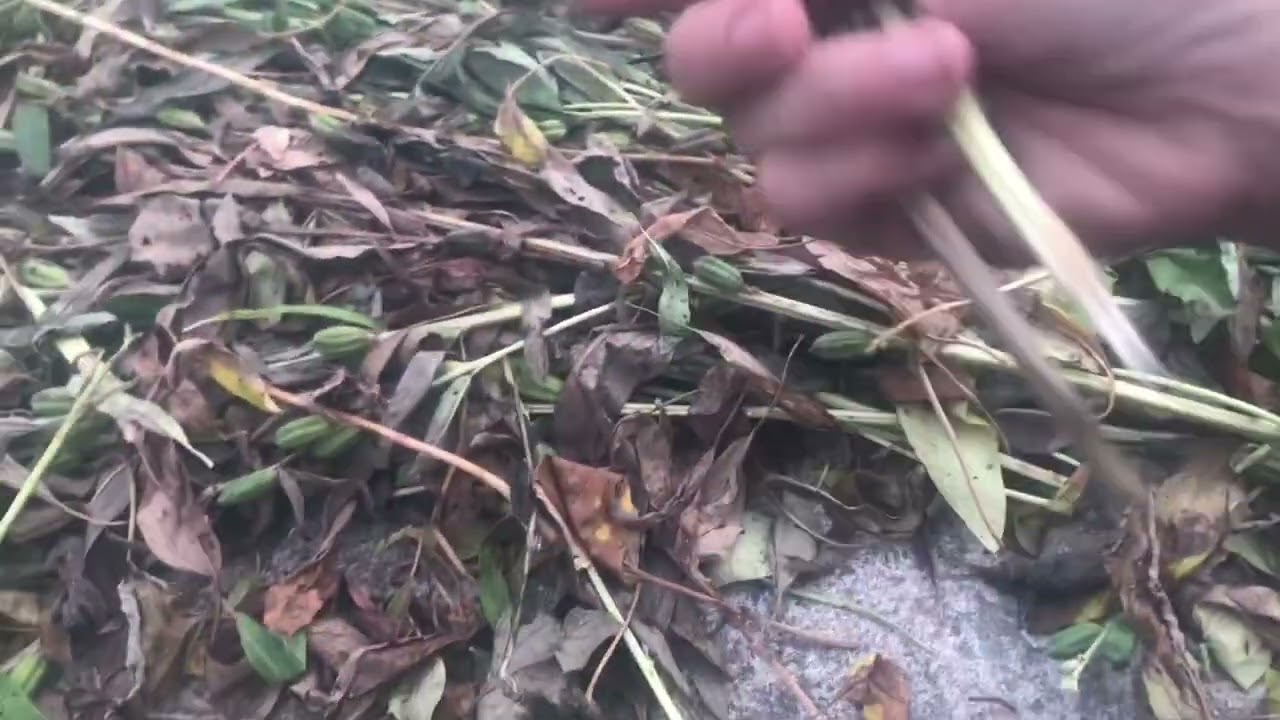Cách thu hoạch và lưu ý khi phơi vừng .(Bài 16)